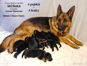 německý ovčák štěňata s PP - 2