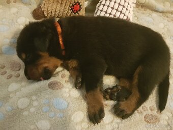 Štěňátka plemena Beauceron (Berger de Beauce) - 2