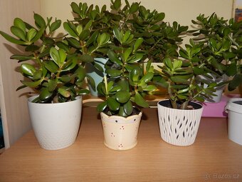 Tlustice pokojová rostlina (Crassula ovata) - 2