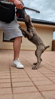 Americký BANDOG - 2