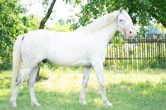 Výjimečný pony valach kat. A, 7let - 2