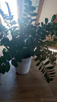 Květina - Zamioculcas zamiifolia Zamikulkas - 2
