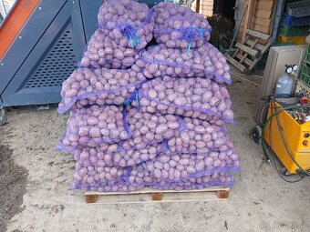 Brambory na uskladnění - 2