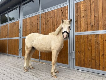 Prodám luxusního ponyho - 2