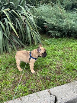 Francouzský buldoček - 2