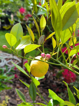 Prodám plodící citroník MEYER (č.62) - 2