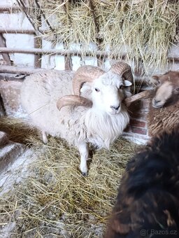 Ouesantská / quessntská ovce - 2