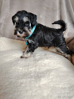 Knirač  Černostříbrný - 2