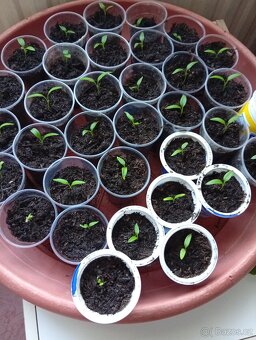 Papriky do skleníku,foliovniku - 2