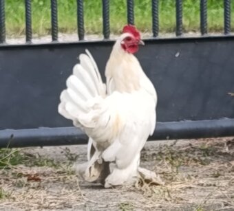 Zakrslá rousná - 2