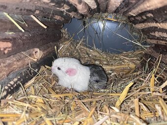 Činčila,činčily - 2