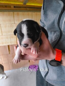 Štěňata - kříženec - 2