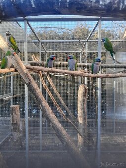 Alexandr Čínský - 2