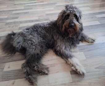 Bordoodle krytí (labradoodle,goldendoodle,pudl,kolie - 2