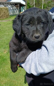 Prodám štěňata kříženec labradora a border kolie - 2