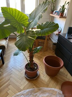 Alocasia Macrorrhiza (sloní ucho) - obří rostlina - 2