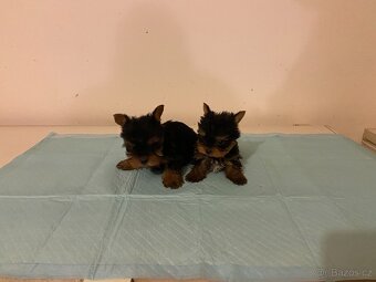 Yorkshire terrier , York, Jorkšír,Yorkshir - 2