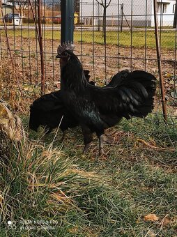 Ayam cemani NV - 2