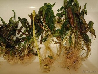 Akvarijní rostlina - Kryptokoryna červená - 2