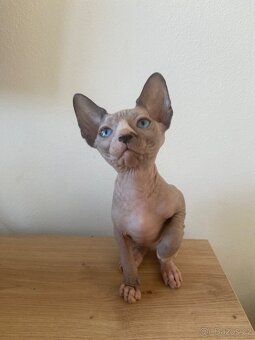Sphynx - 2