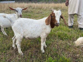 Na prodej – Zdraví kozlové (Boer kříženci) 🐐 - 2
