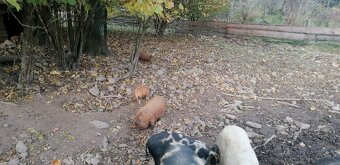 prase sele kune kune - 2