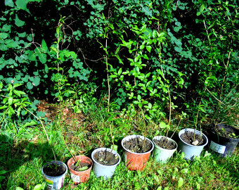 Ptačí zob (Ligustrum) - sazenice - 2