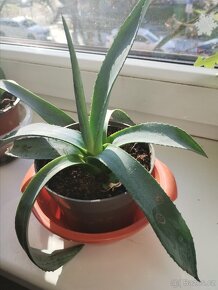 Aloe Vera mexico,možno na zahradu take - 2