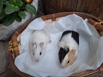 Daruji morcata - zamluvený - 2