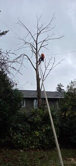 Stromolezec, arborista, udrzby zelene - 2