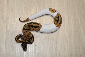 Krajta královská Python regius 2024 2025 - 2