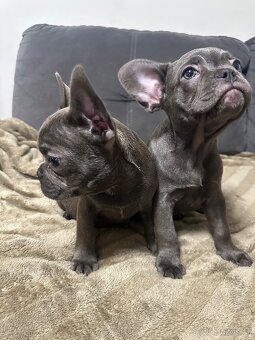 Francouzský buldoček - 2