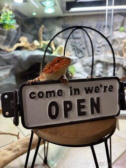 Agama vousatá ihned k odběru - 2