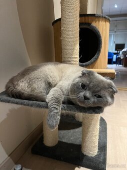 Prodávám kočky - 2