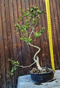 Bonsai, Bonsaj - Hloh 3 - 2