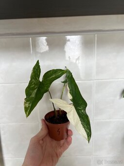 Syngonium variegata - 2