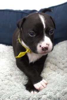 Amstaff - 2