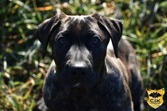 TOP štěně na výstavy - Cimarron Uruguayo s PP - 2