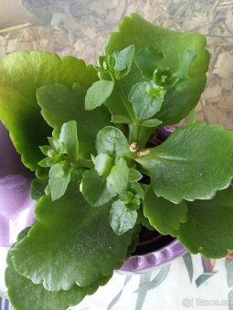 PRODEJ - Pokojová rostlina - Kalanchoe (3x) - 2