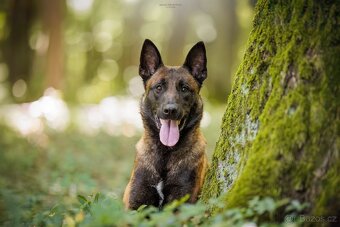 Belgický ovčák - malinois FCI - 2