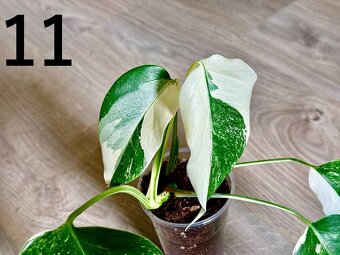 Monstera Deliciosa Albo Variegata - 2
