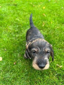 Jezevčík standard drsnosrstý s PP - 2