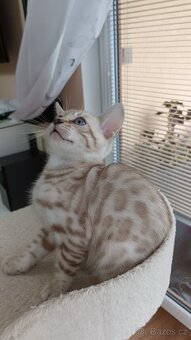 Bengálská koťata - 2