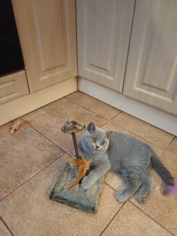 Britský kocourek s PP - 2