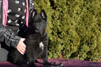 Belgický ovčák groenendael s PP - 2