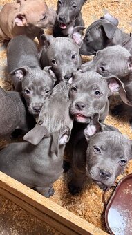 Americký stafordširský teriér - 2