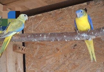 Neofema tyrkyso a - 2