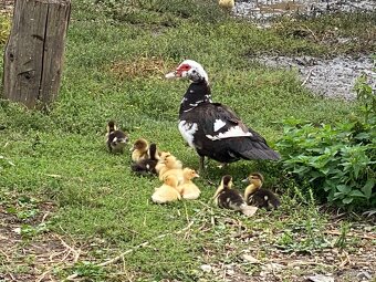 Různá drůbež - 2