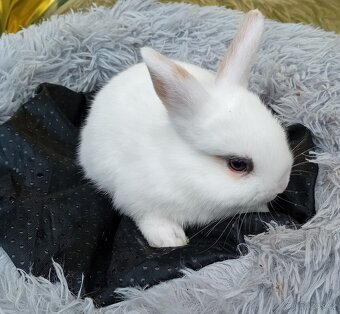 Zakrslý králíček E3 - 2