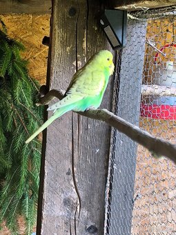 Prodám andulky a korely - 2